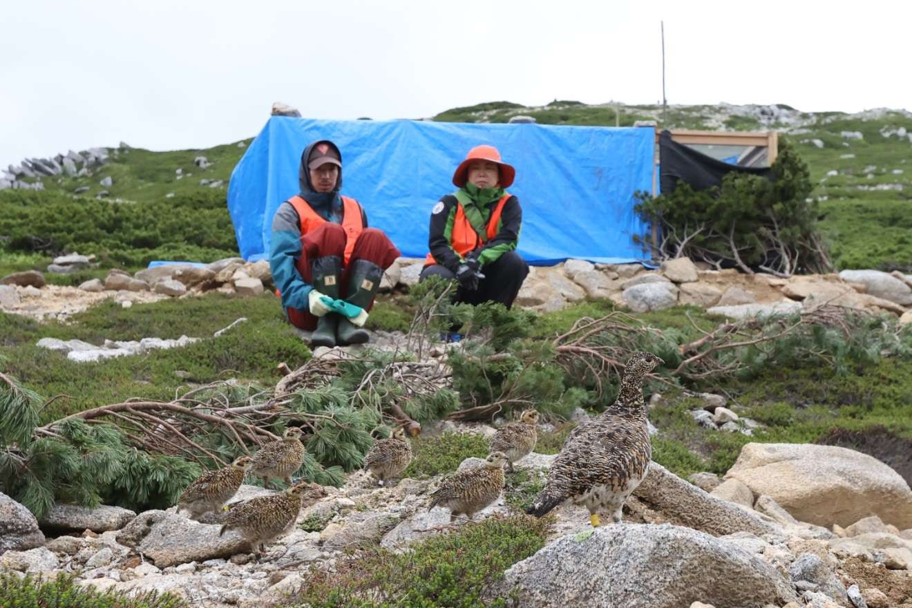 <span>ヘリ移送後、木曽駒ケ岳山頂付近を歩くライチョウ親子</span>