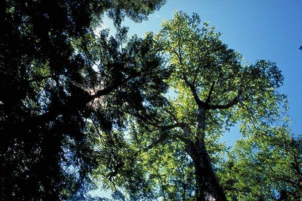 Living Planet Reportが示す生物多様性の今　WWFと考える～SDGsの実践～【11】