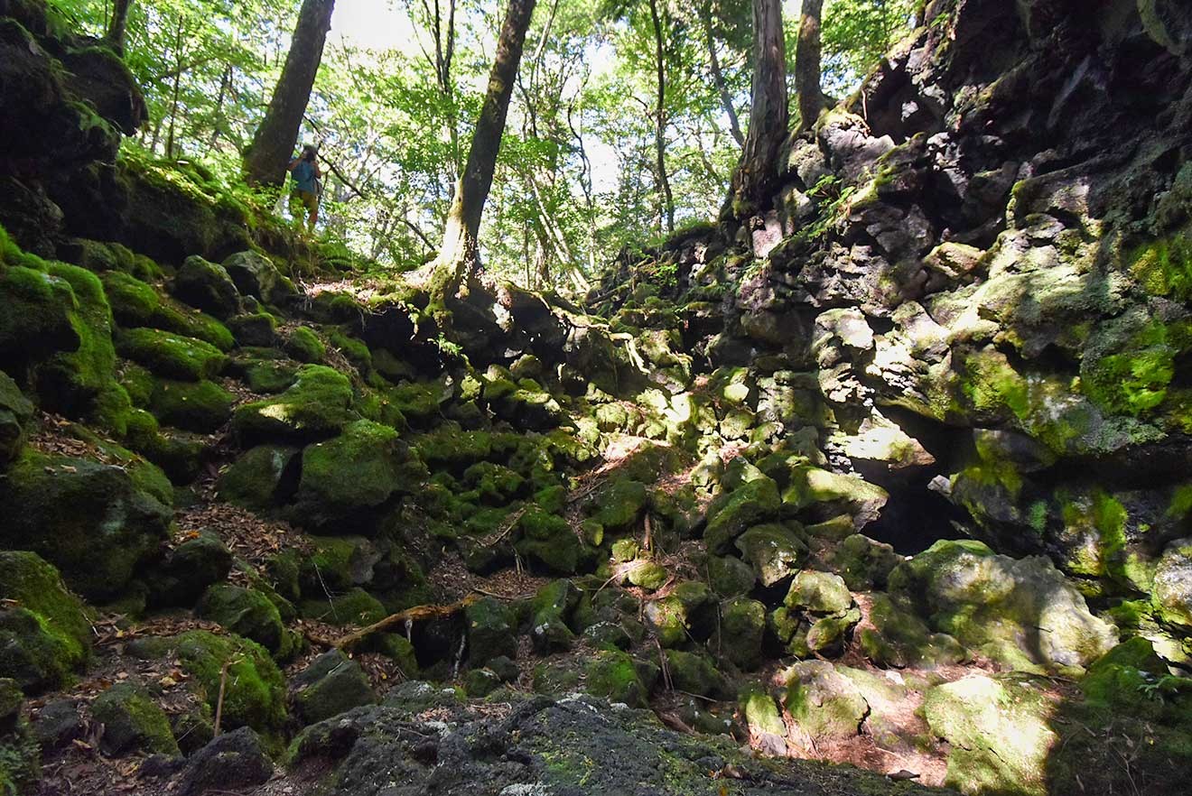 青木ケ原樹海の内部