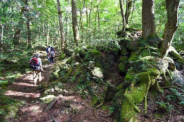 青木ケ原樹海、実は自然の宝庫　富士山の溶岩が生んだ驚きの森を歩く