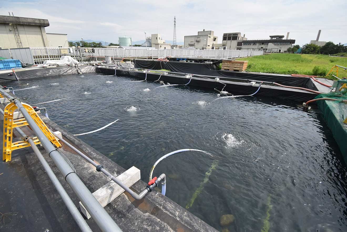 鶴岡浄化センター内の実験池