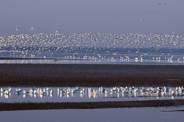 海の生物多様性保全と持続可能な漁業の両立へ　日中協力プロジェクトの20年　WWFと考える～SDGsの実践～【5】