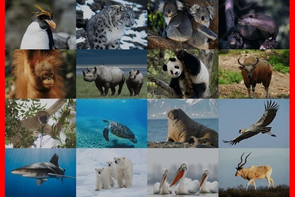 生物多様性の深刻な危機、絶滅危機種が4万種超に WWFと考える